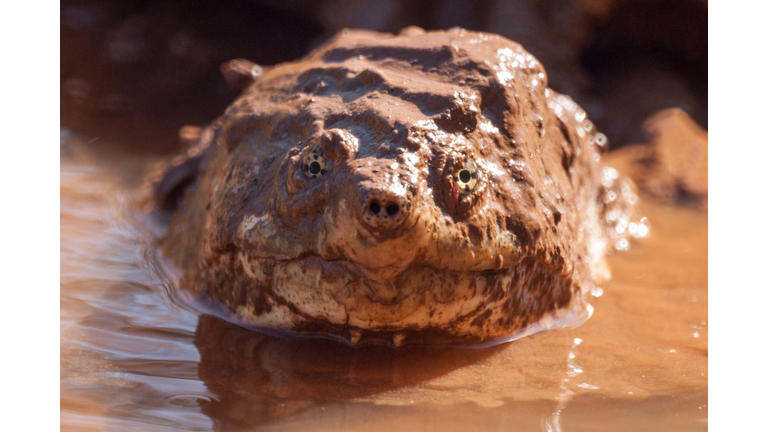 Alligator Snapping Turtle Getty RF