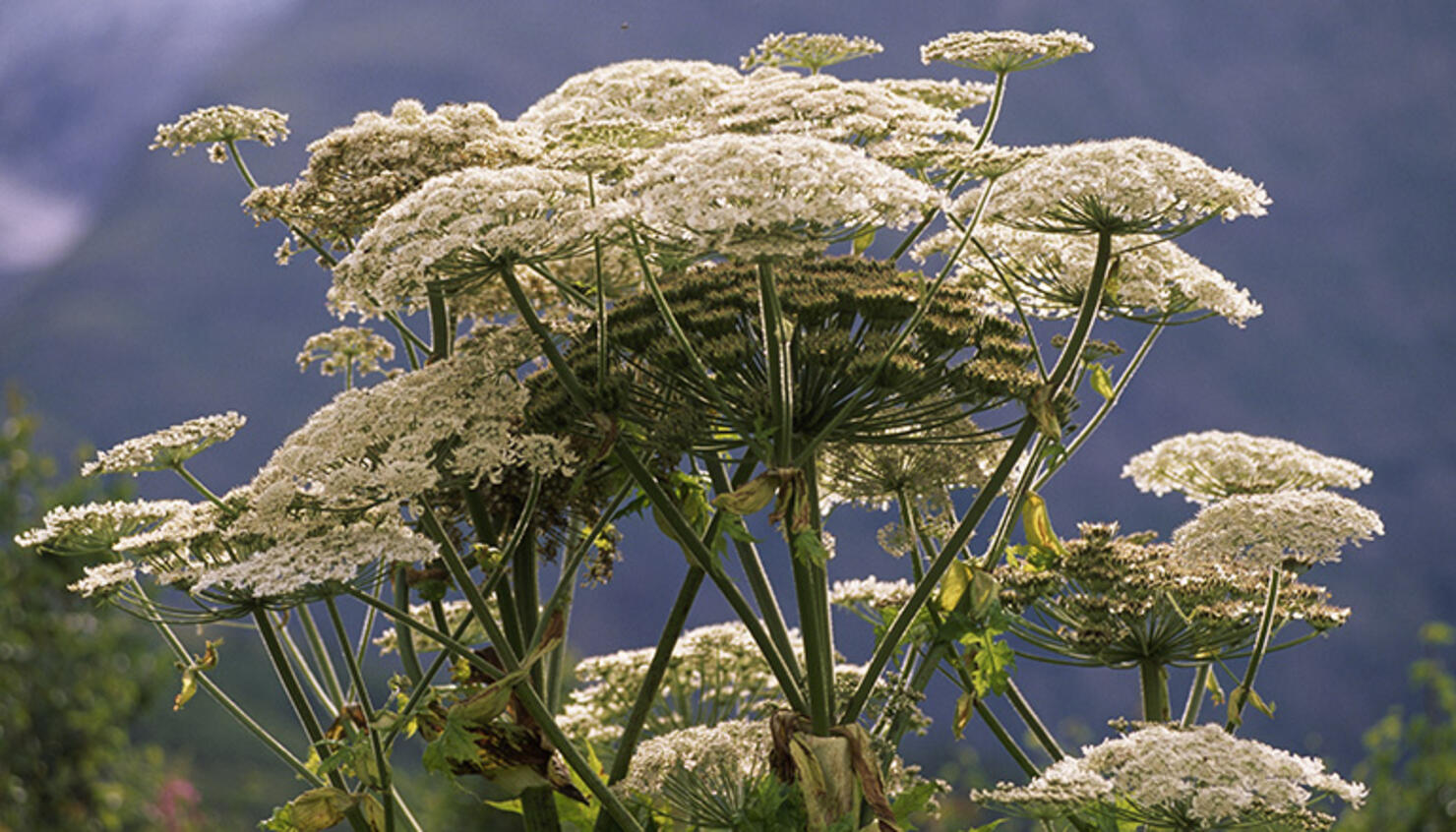Giant hogweed