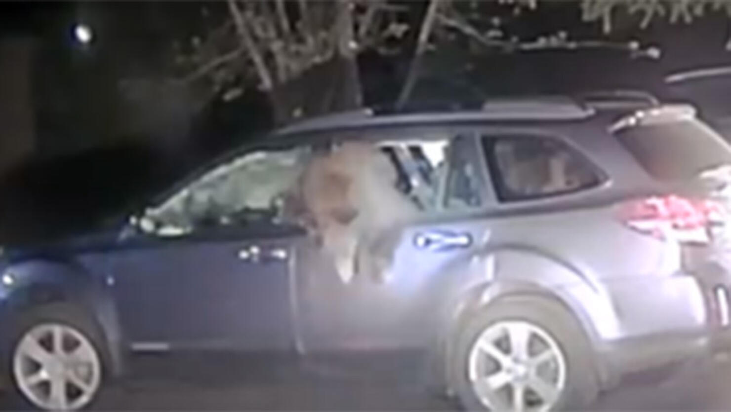 bear escapes from Outback