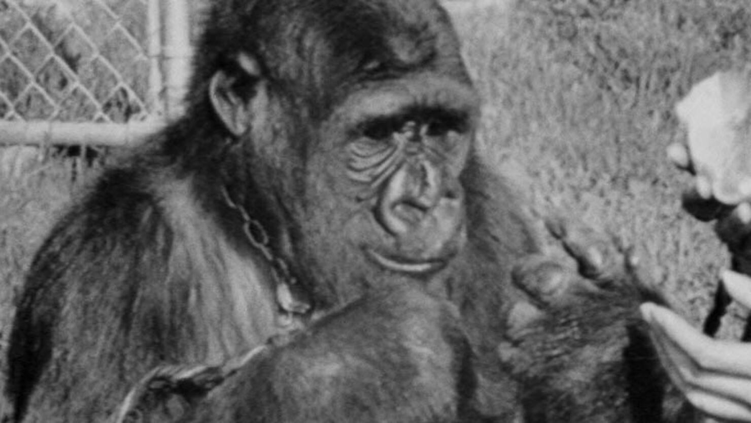 Koko