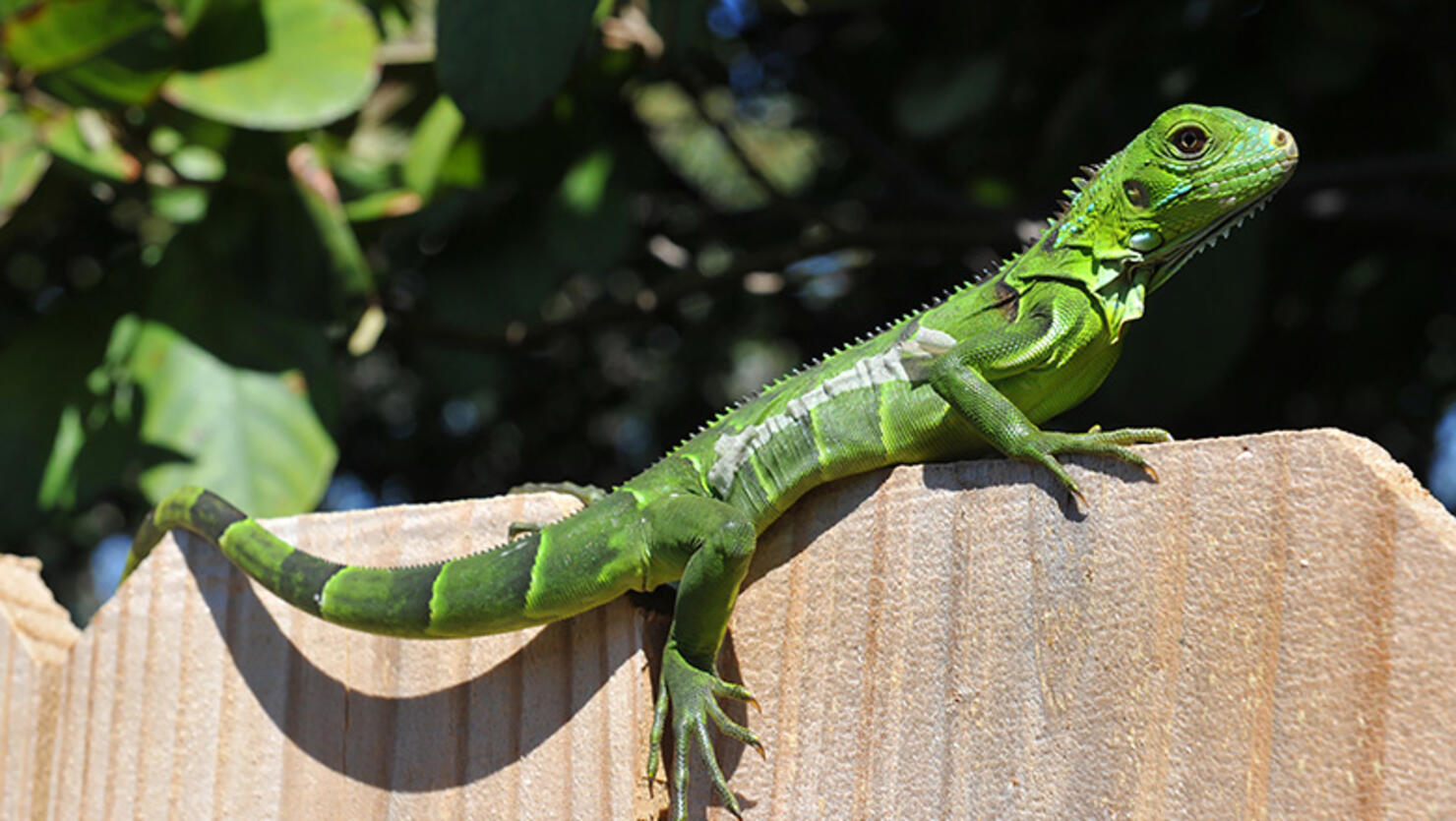 green iguana