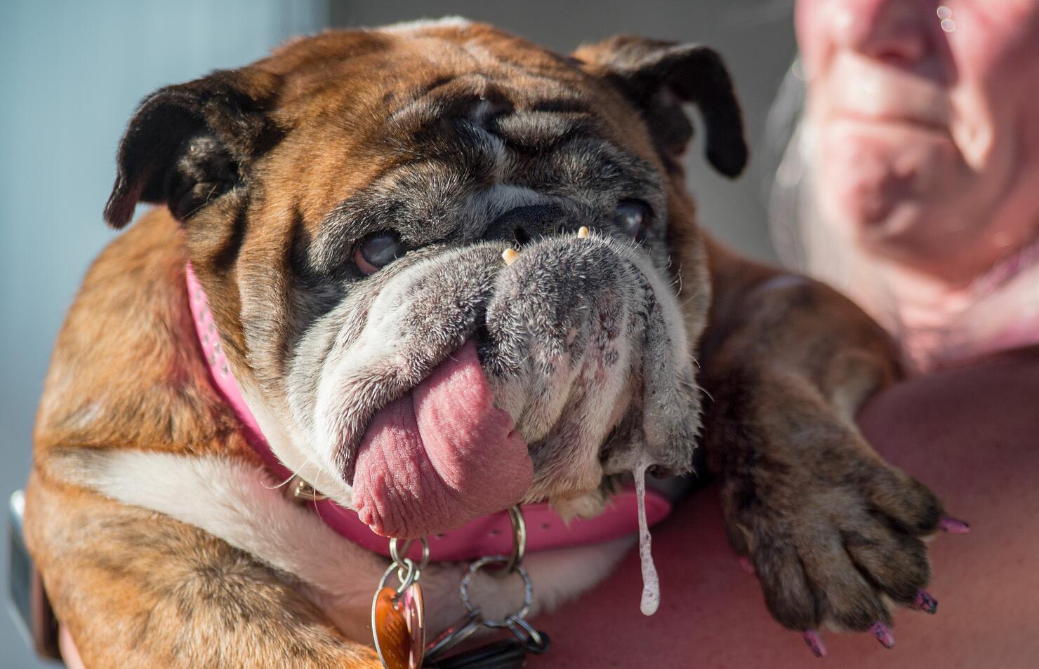world's ugliest dog competition winner