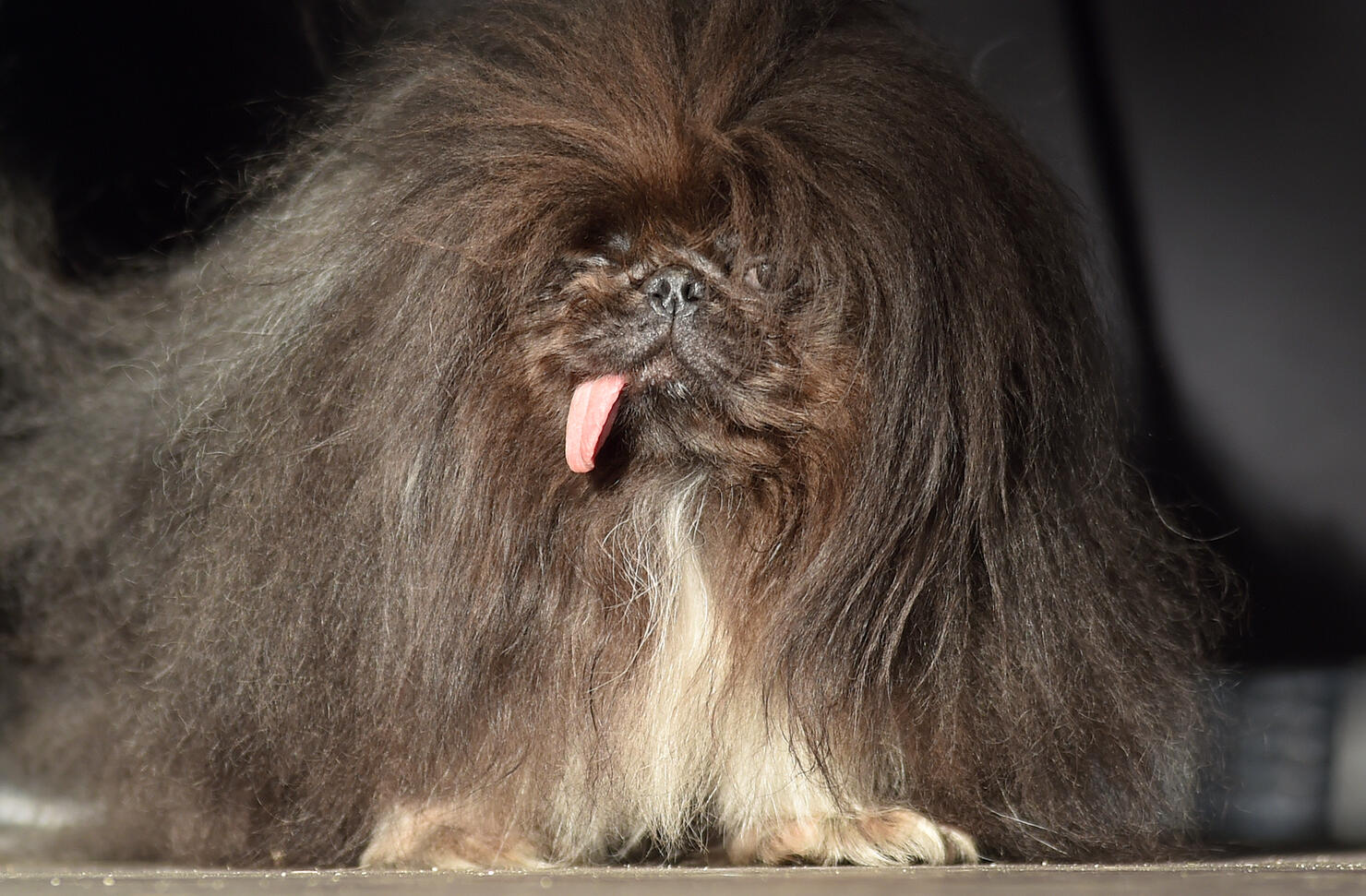 Ugly dog 1