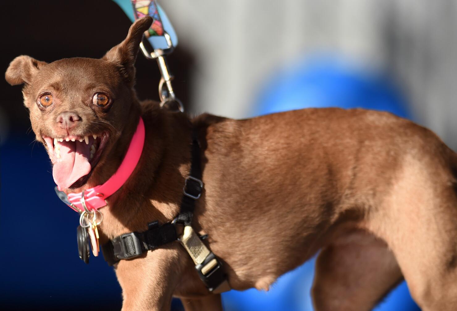 Ugly dog 1