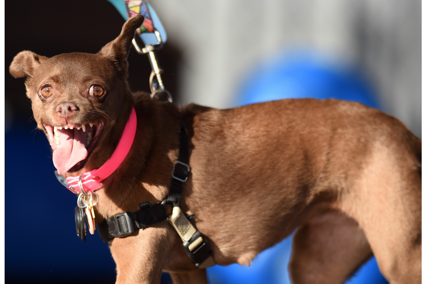 Meet the World's Ugliest Dog English Bulldog Zsa Zsa iHeartRadio