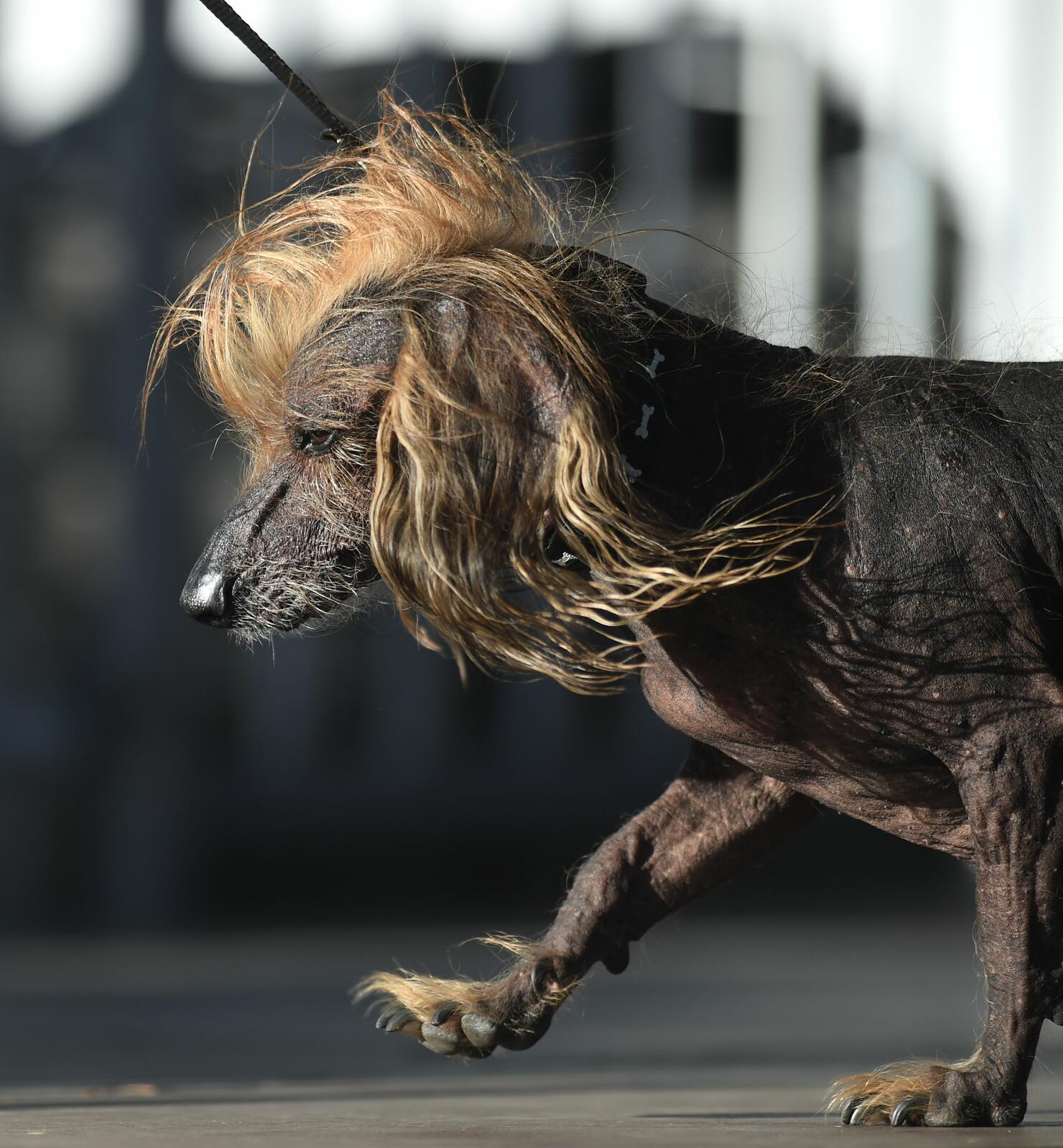 Ugly dog 1