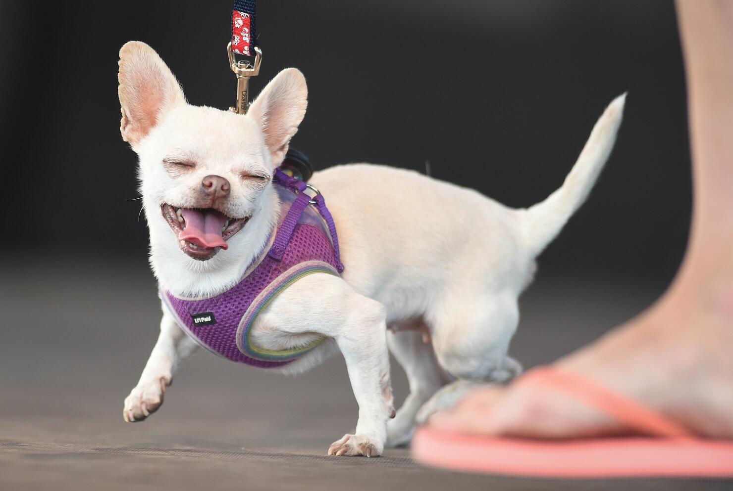 Ugly dog 1