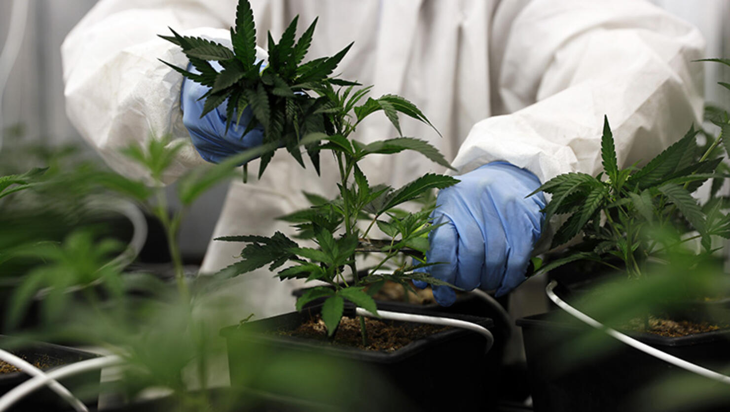 Marijuana plant