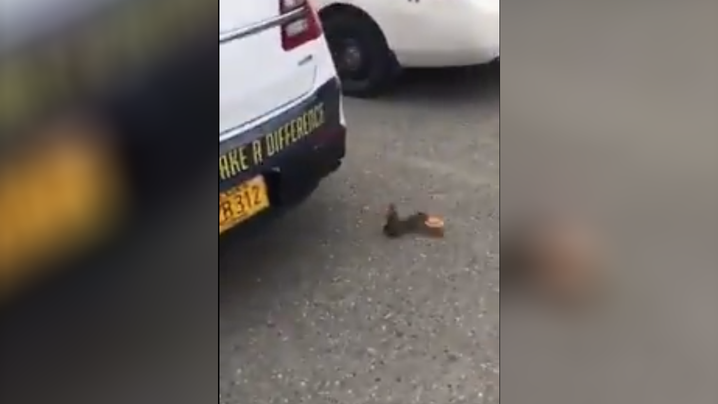 squirrel steals donut from anchorage police officer
