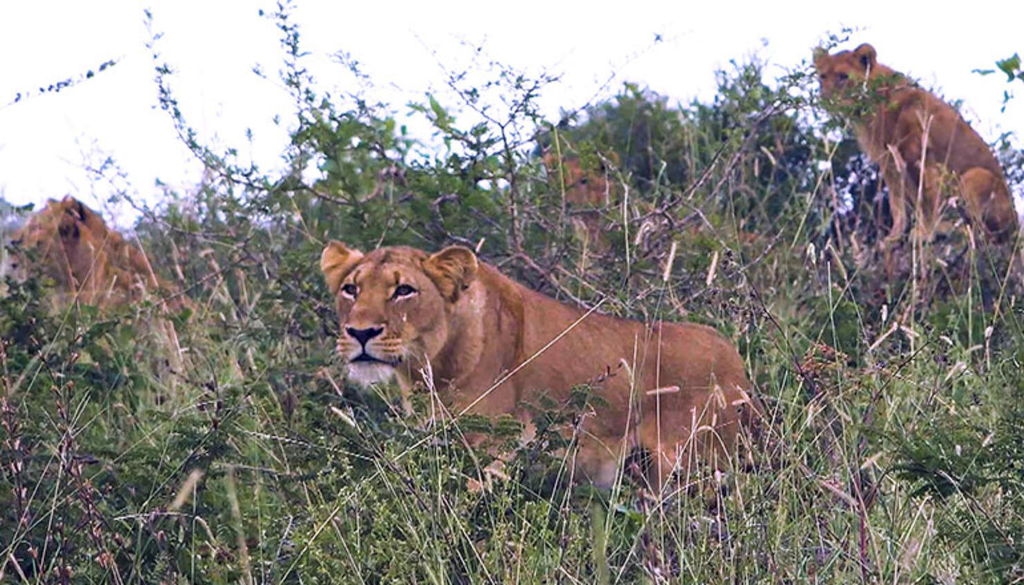 pride of lions