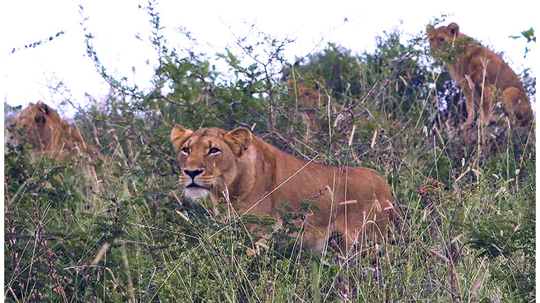 pride of lions