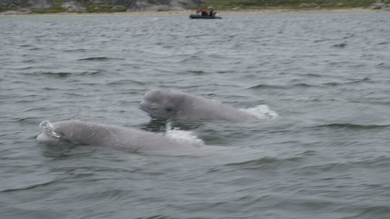Belugas!