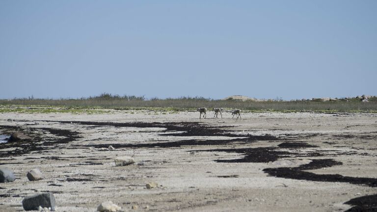 Family of Caribou on the beach
