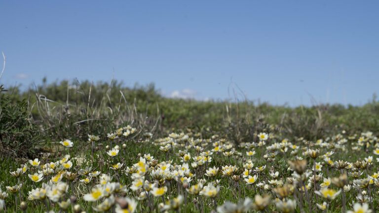 Who knew so many flowers bloomed here