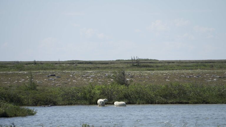 Mama and cub polar bear