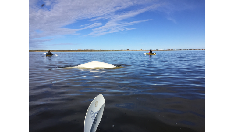 There were hundreds and hundreds of Belugas all around us!