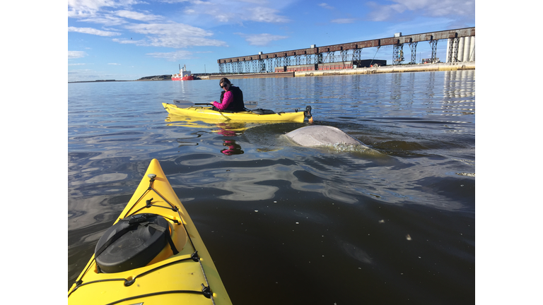 Beluga says hello to Sarah