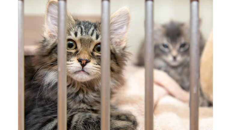 Cats Animal Shelter Getty RF