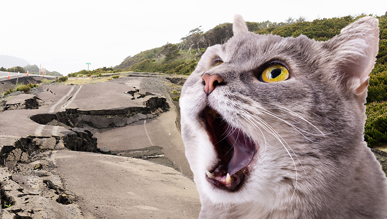 Cat Freaks Out During Earthquake