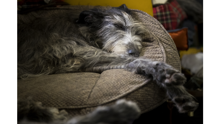 Sleeping Dog