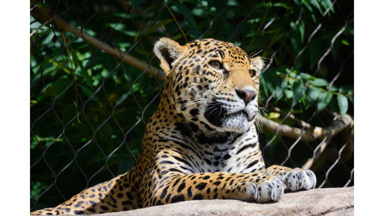 Jaguar Getty RF