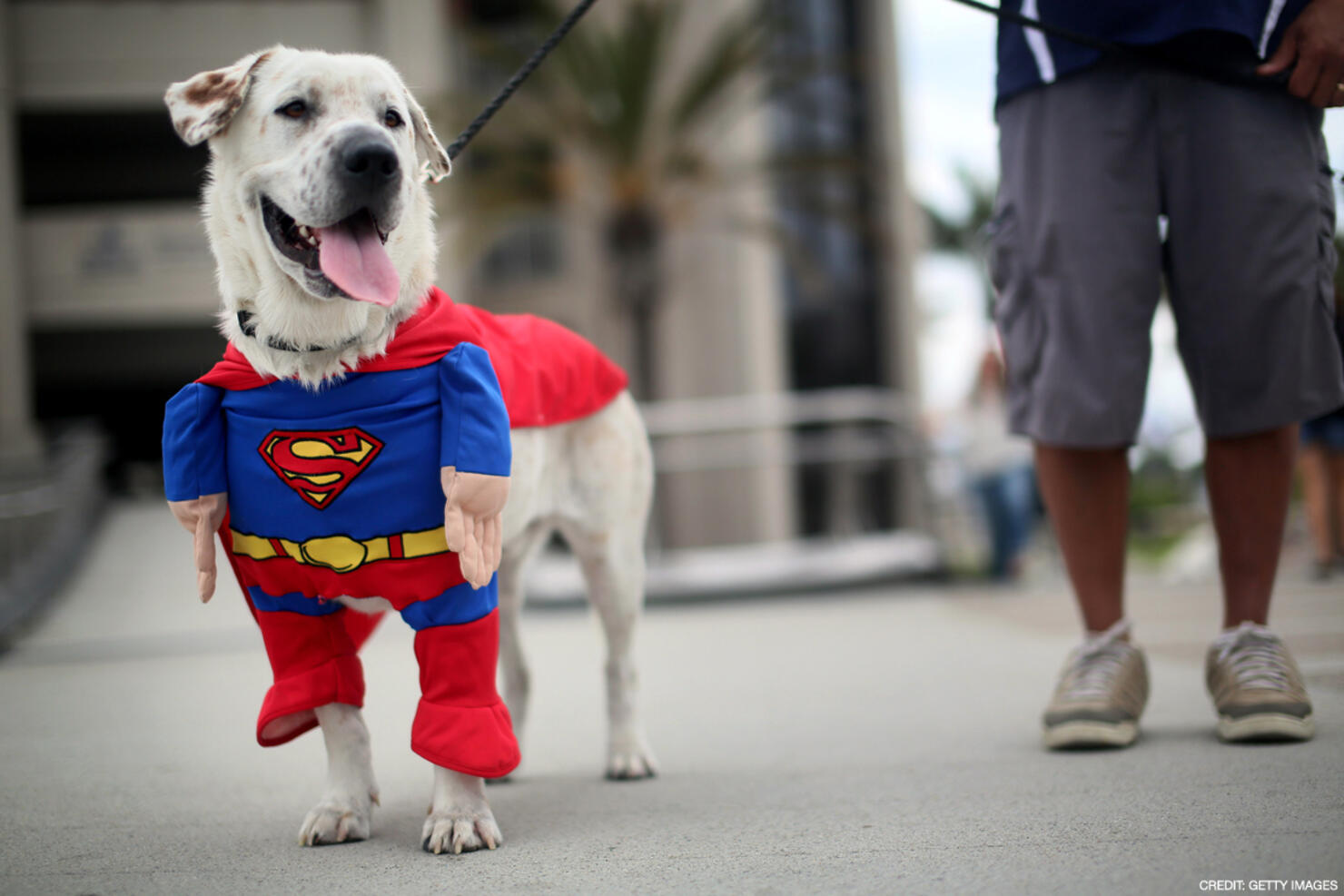 Comic-Con Costumes