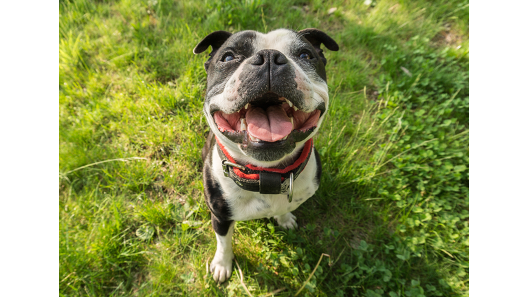 Dog On Grass