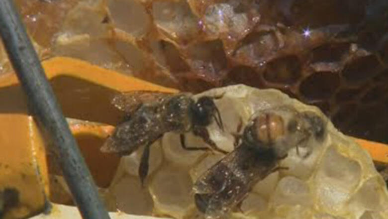 Woman Expected To Survive After Being Stung 200 Times By Africanized