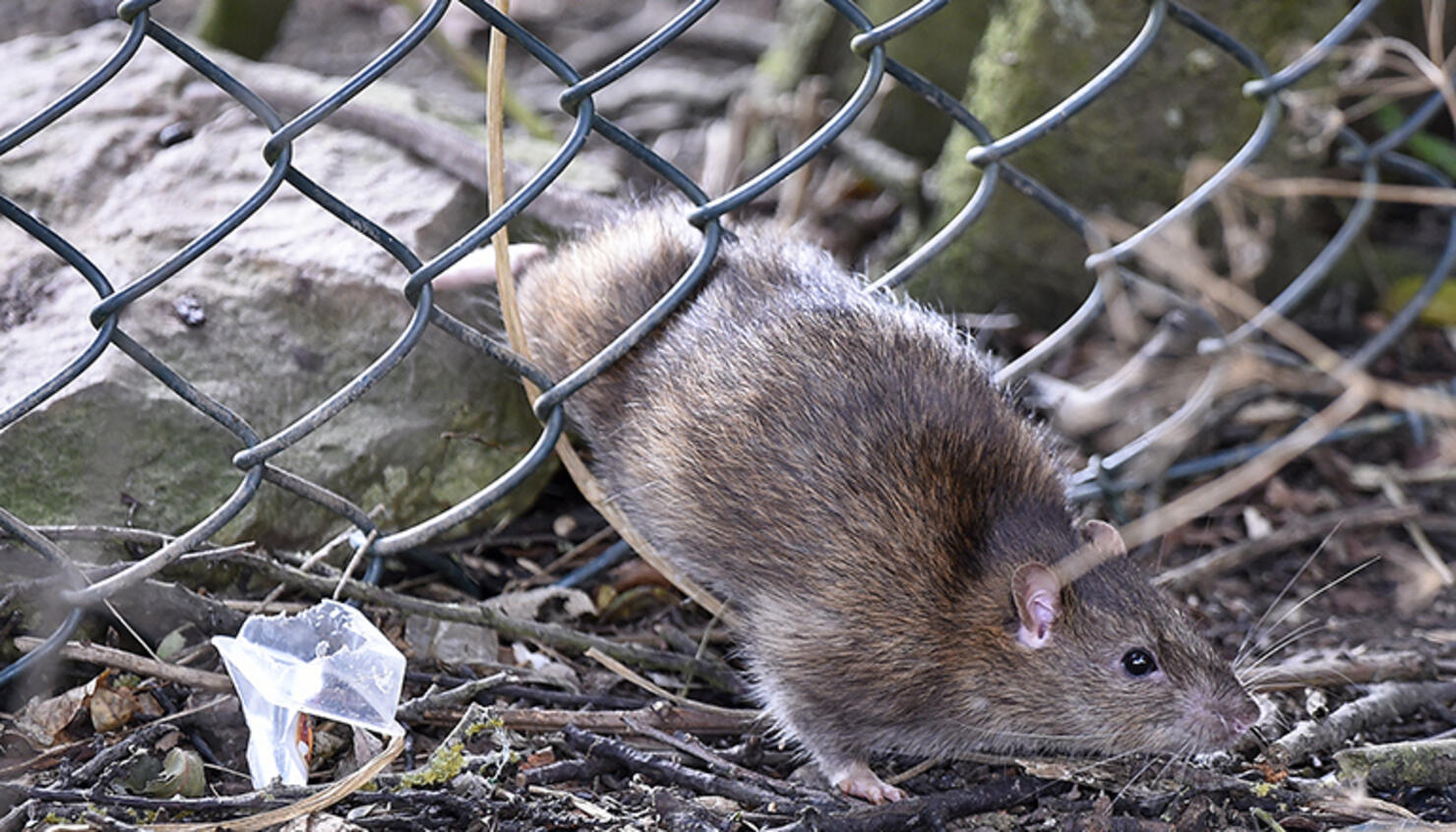 mouse