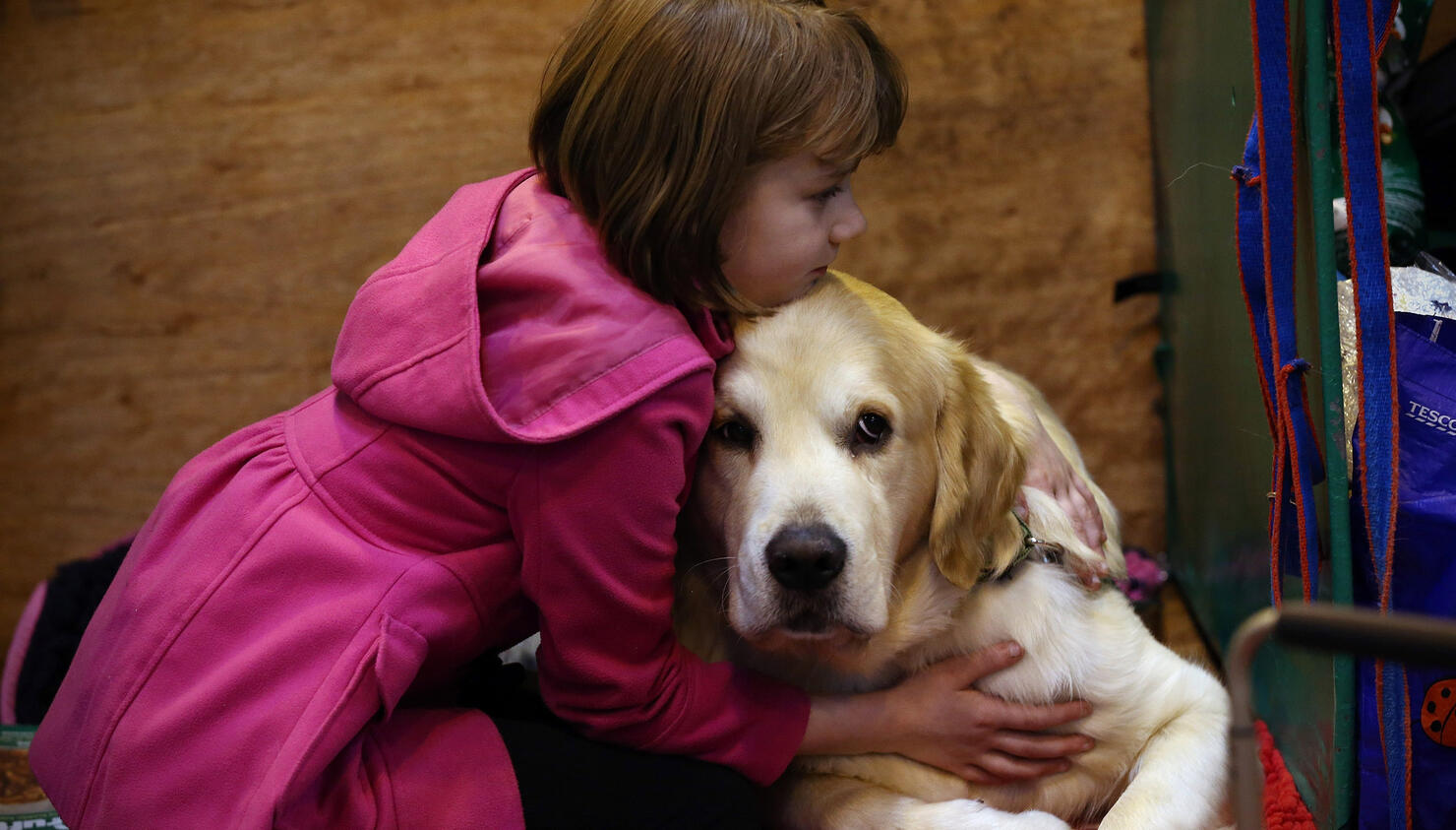 Dogs Intentionally Try to Cheer Up Upset Humans, Study Says