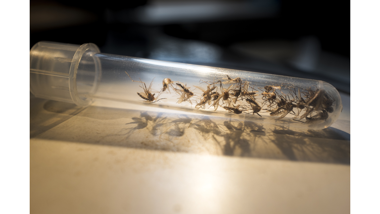 Mosquitos West Nile Getty RF