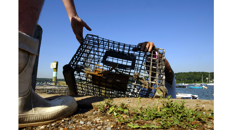 NORTHPORT, NY - JULY 13: Lobster fisherman John Lheron reaches up for a lobster trap July 13, 2003 in Northport, New York. Lheron is one of only a few lobsterman left on Long Island as a mysterious disease has been killing off lobsters in the Long Island Sound since 1999. Before the die-off lobstermen could bring in up to 900 lobsters a day; now they average 40 on a good day, barely enough to cover operating costs. Some scientists believe the dwindling numbers have been caused by pesticides sprayed to combat West Nile Virus, while others believe shore development has altered the habitats of lobsters and bivalves including oysters, scallops and clams. As scientific studies continue, a way of life for generations of fishermen is slowly disappearing. (Photo by Spencer Platt/Getty Images)