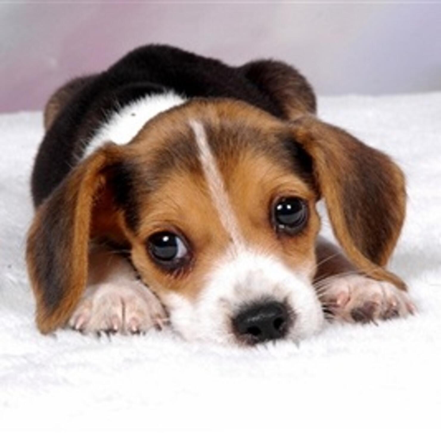 Today is National Dog Day!