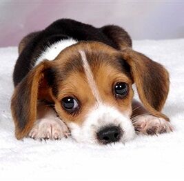 Puppy