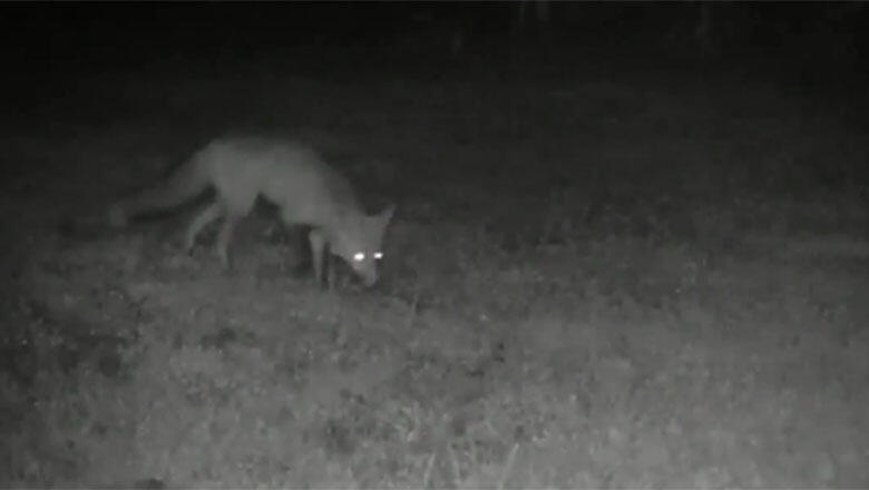 Man Discovers Foxes Were Stealing Newspapers And Dumping Them In His Yard - Thumbnail Image