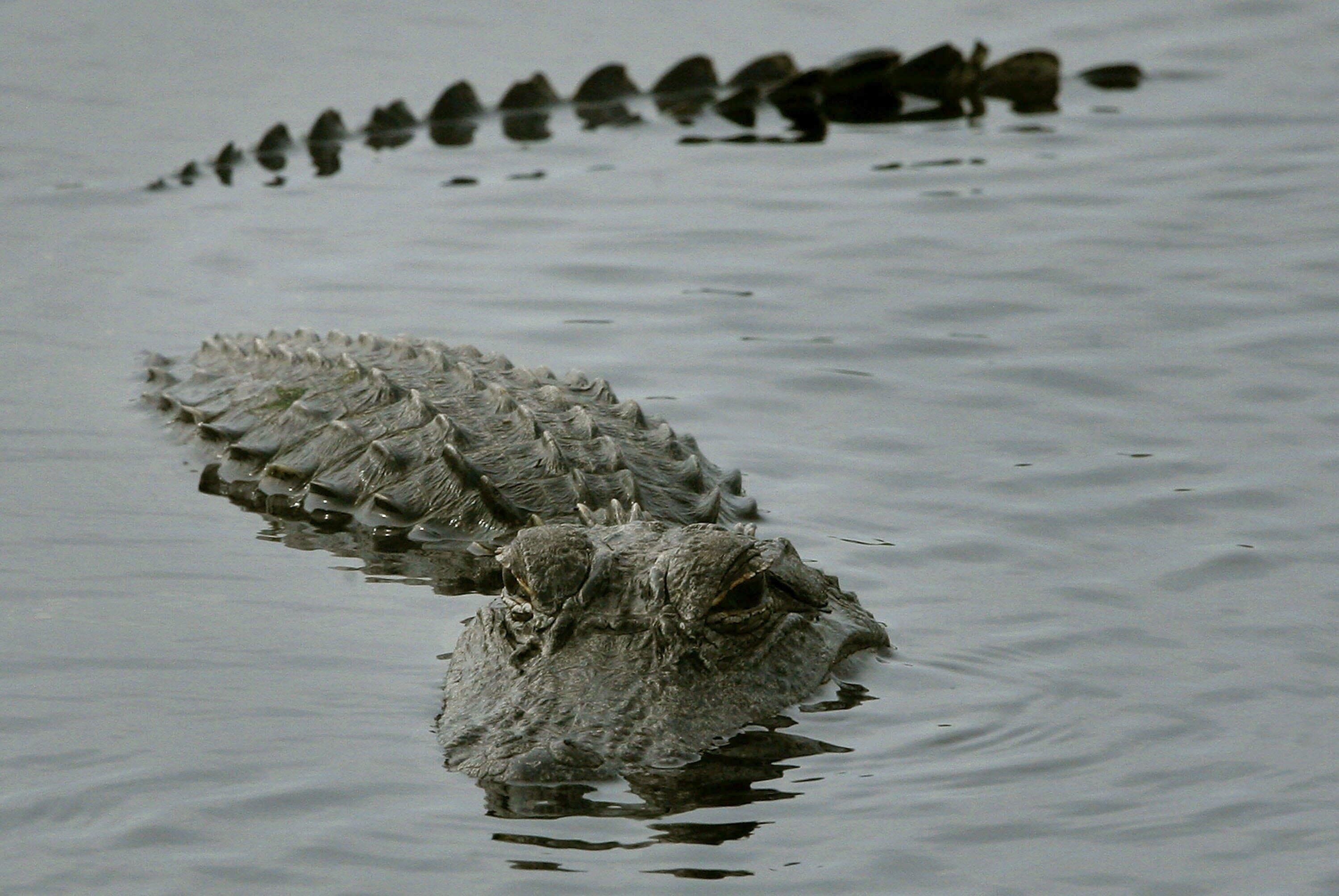 alligators-spotted-in-tennessee-river-1075-the-river