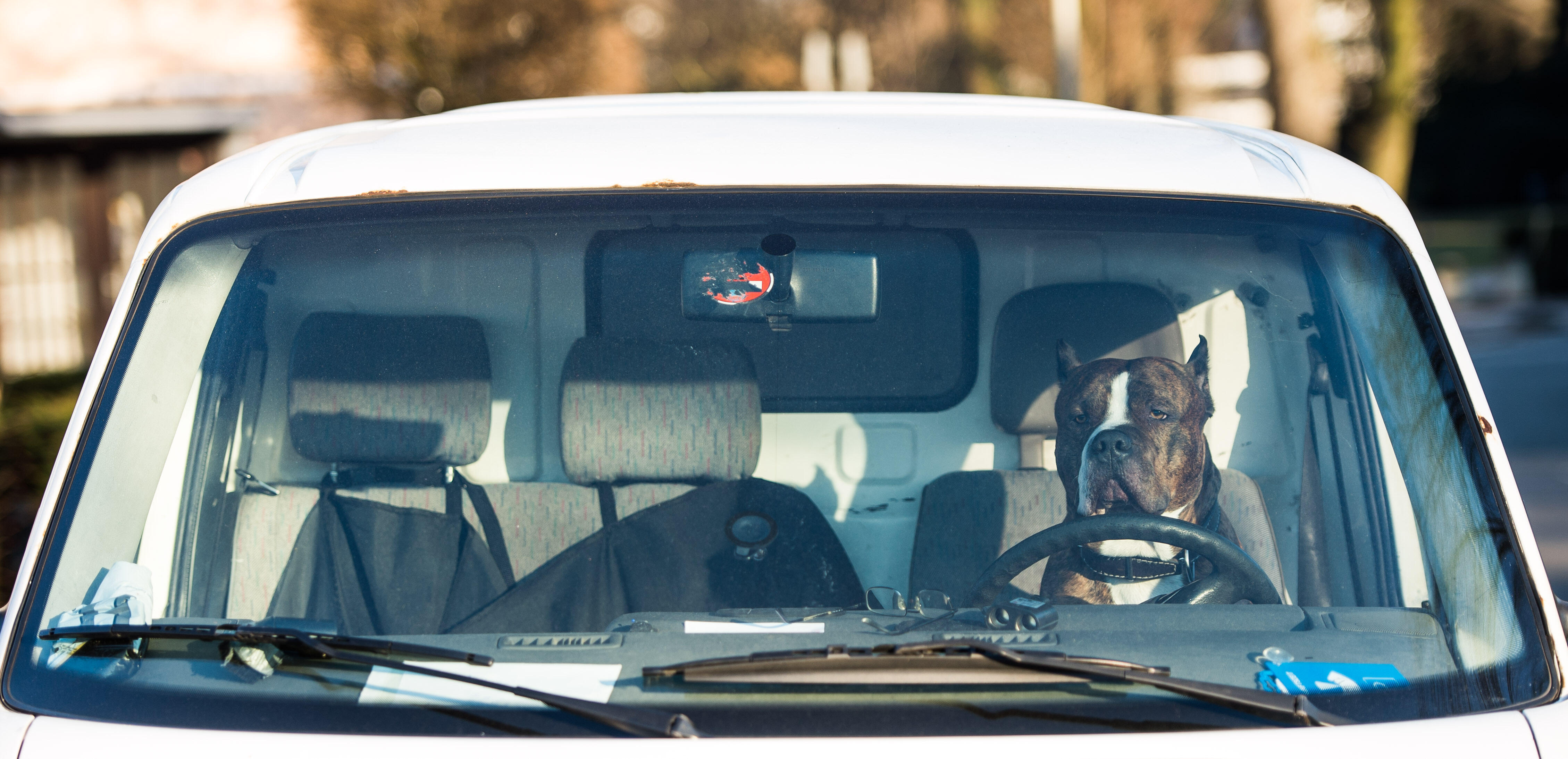 Man Facing Criminal Damages After Breaking Window To Save Dog Left In Car - Thumbnail Image