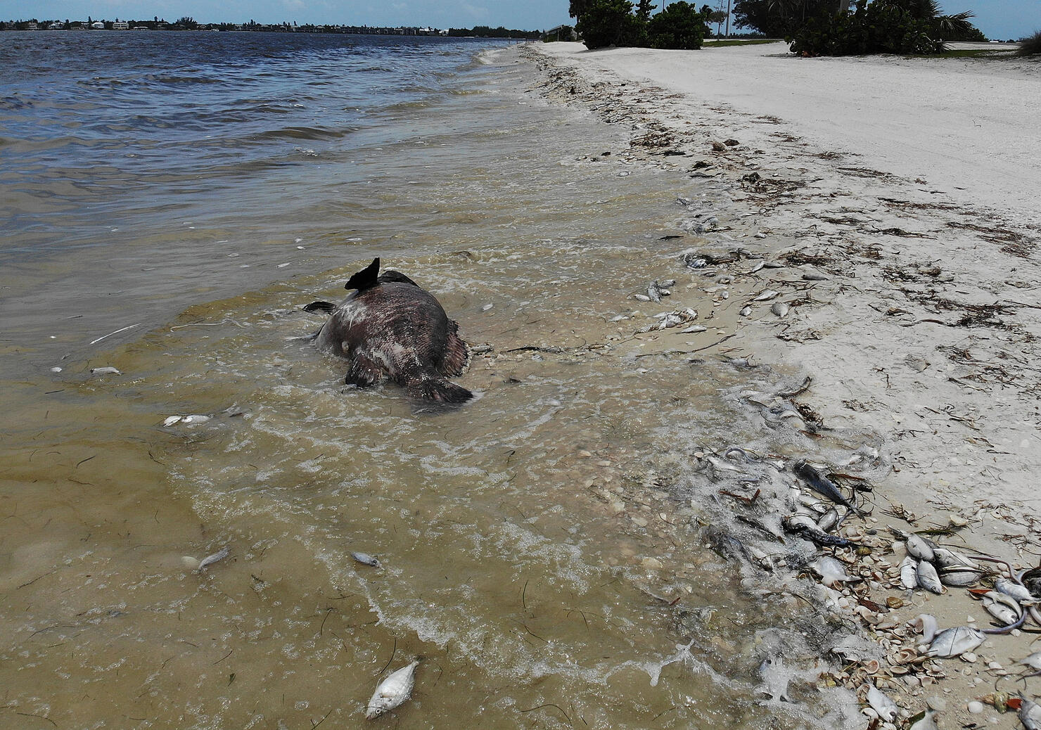 Red tide in Florida kills thousands of marine animals