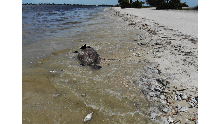 Red tide in Florida kills thousands of marine animals