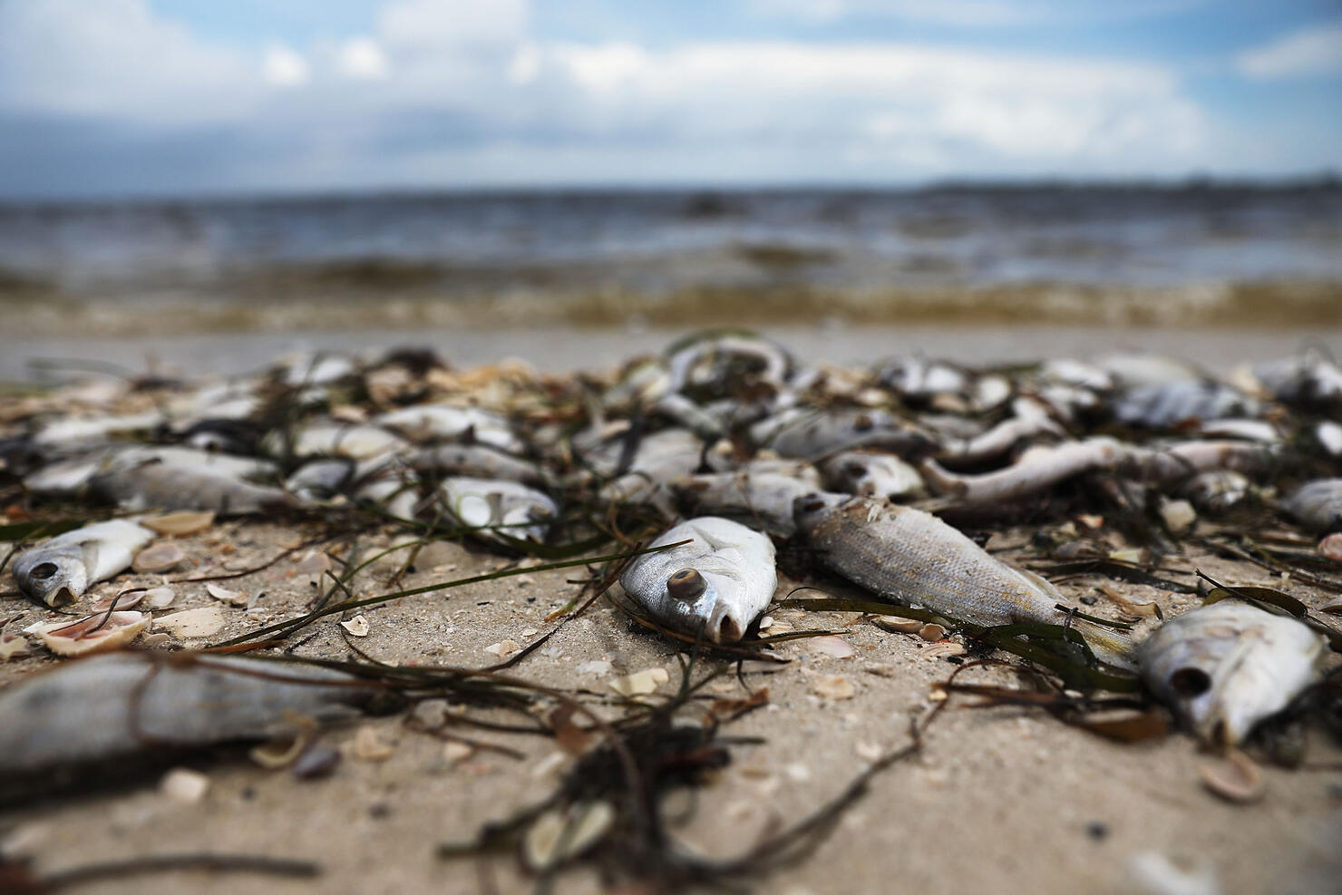 red tide algae bloom kills marine life in Florida