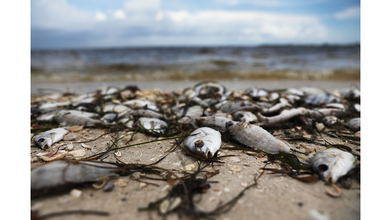 red tide algae bloom kills marine life in Florida