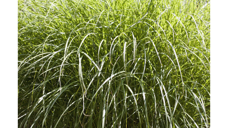 high grass Getty RF