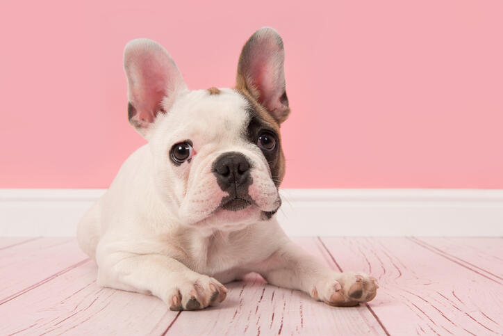 French Bulldog Puppy Stolen From Friendly Pets in Friendly Center - Thumbnail Image