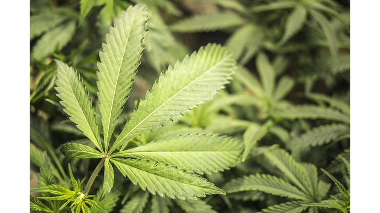 Marijuana leaf