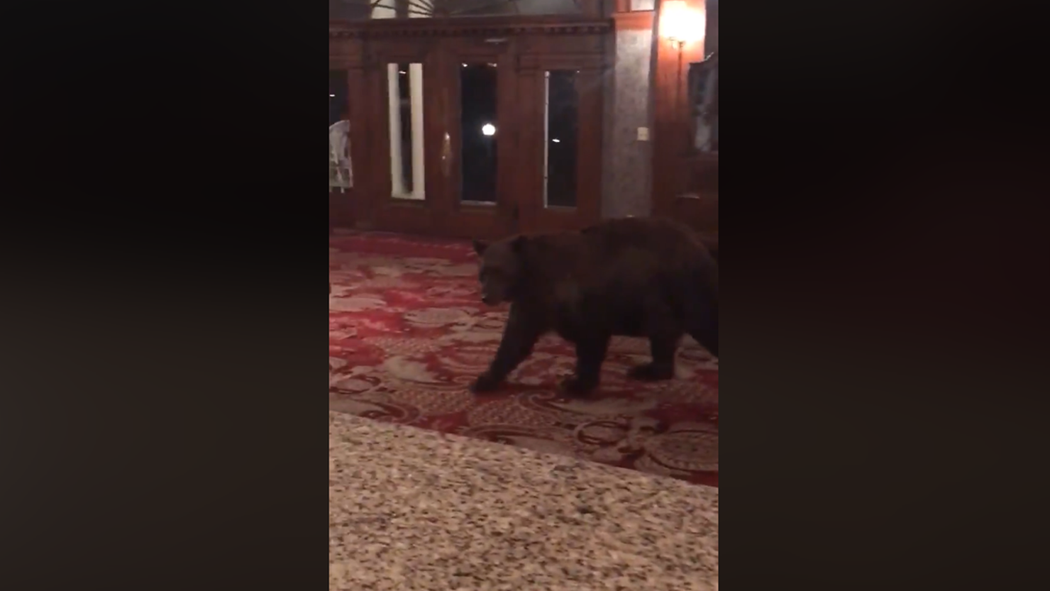 Black Bear Spotted Wandering Around Colorado Hotel Lobby 