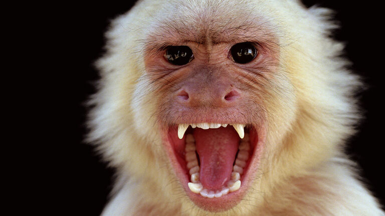 Capuchin monkey | GettyImages-AA045486