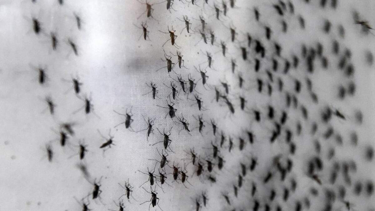 Ankle-Biter Mosquitoes Invading Southern California, Leaving Itchy Bite  Marks on Their Victim's Skin