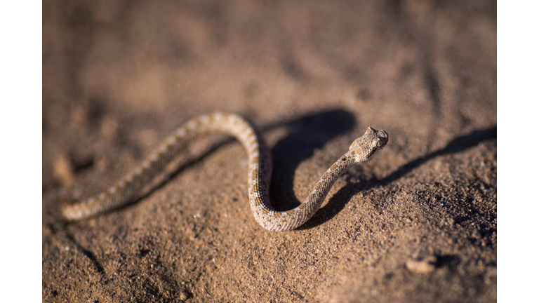  A very young Mojave desert sidewinder rattlesnake is seen shortly after dawn near Amboy Crater at Mojave Trails National Monument on August 27, 2017 near Essex, California. The 1.6 million-acre Mojave Trails National Monument was designated by President Barack Obama in February 2016 and is one of six National Monuments in California, out of a total of 27, that the Donald Trump administration is considering for reduction or elimination. Mojave Trails is the result of the donations of more than 200,000 private acres to the federal government for conservation in perpetuity, the largest such land gift in U.S. history, and includes more than 350,000 acres of previously congressionally-designated Wilderness. It includes desert mountains, sand dunes, volcanoes and lava flows, as well as the longest remaining undeveloped stretch of Route 66, Native American trade routes and World War II-era training camps. It stretches about 95 miles and runs 50 miles from north to south near its midpoint. (Photo by David McNew/Getty Images)