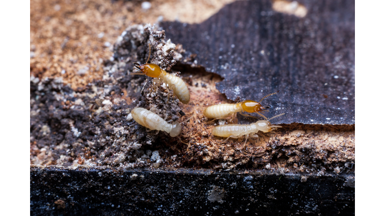 Termites Getty RF