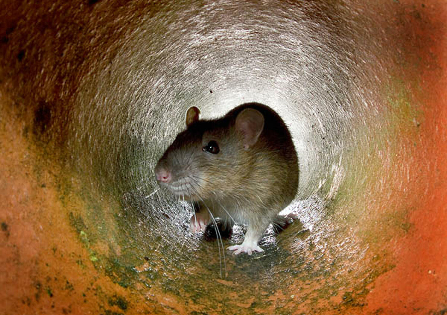 rat triggers fire alarm in Washington D.C. condominium